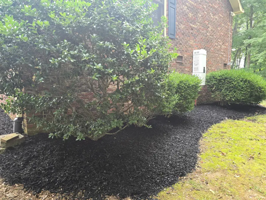 Fresh pine straw mulch bed under crape myrtles in Concord, NC