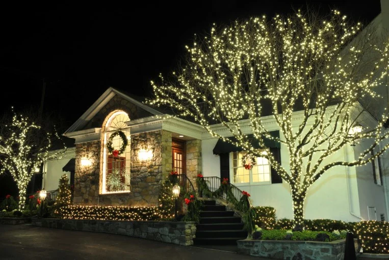 Mature trees wrapped in warm white holiday lights